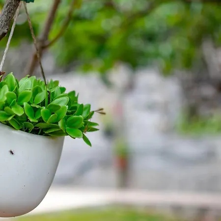 Chalet The Yellow Nature House Madeira Island